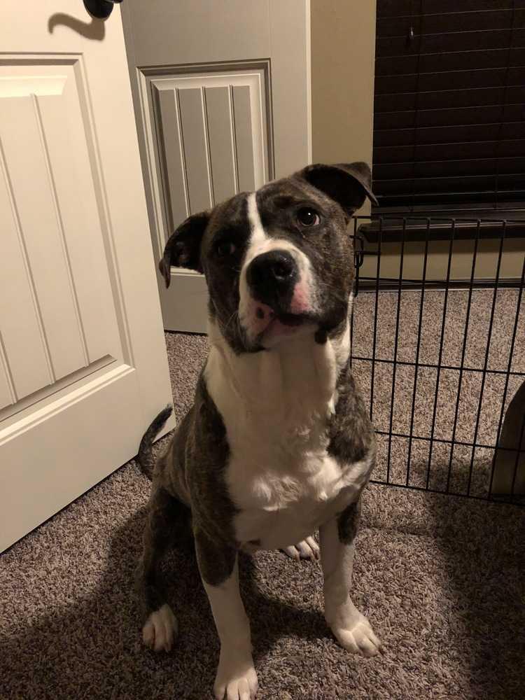 Enlarge Otto, a Adopted mixed breed in Oklahoma City, OK image 1/1