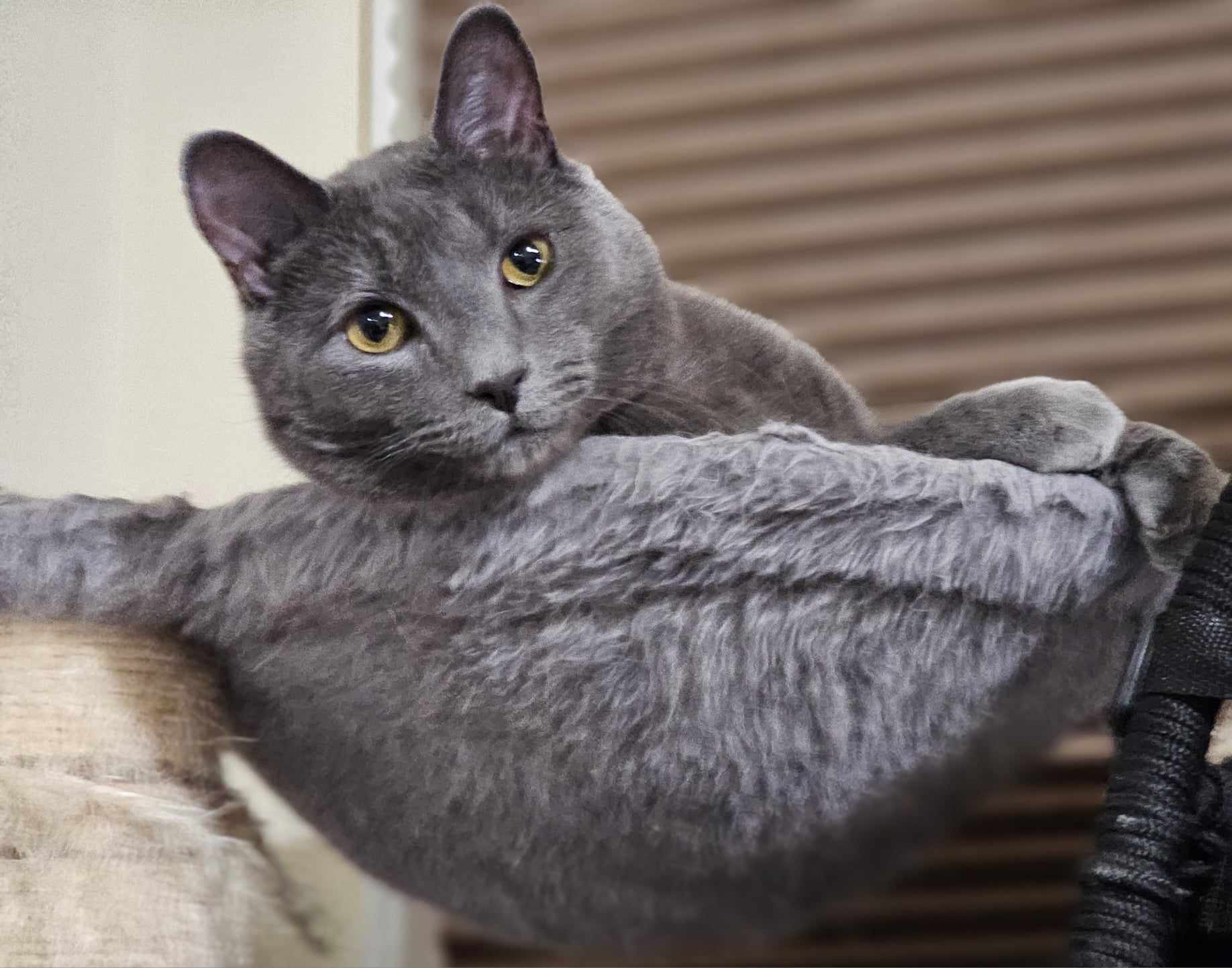 Horace, Adoptable, Adult Male Russian Blue & Domestic Short Hair.