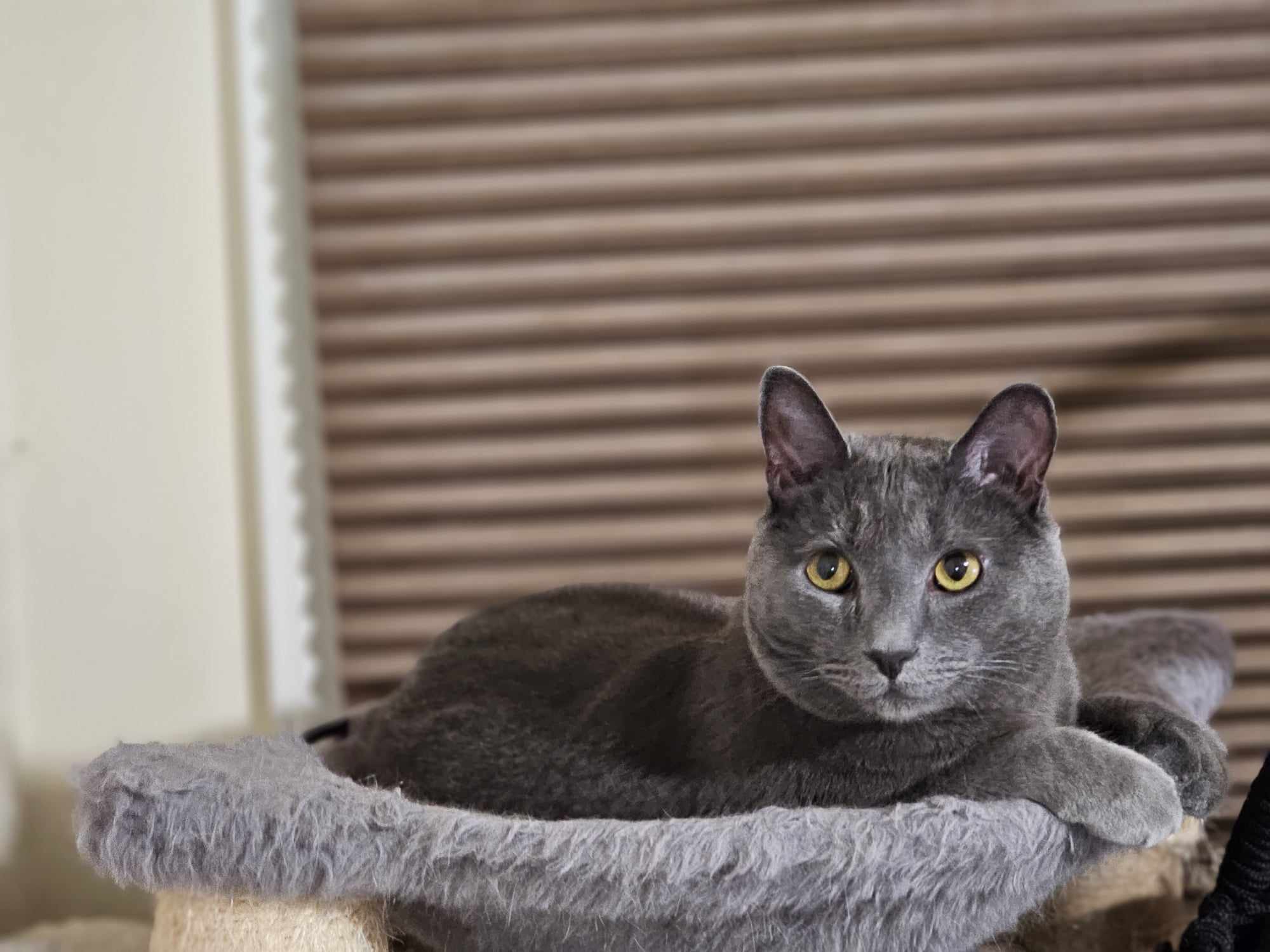 Enlarge Horace, a Adoptable mixed breed in Greensboro, NC image 2/6