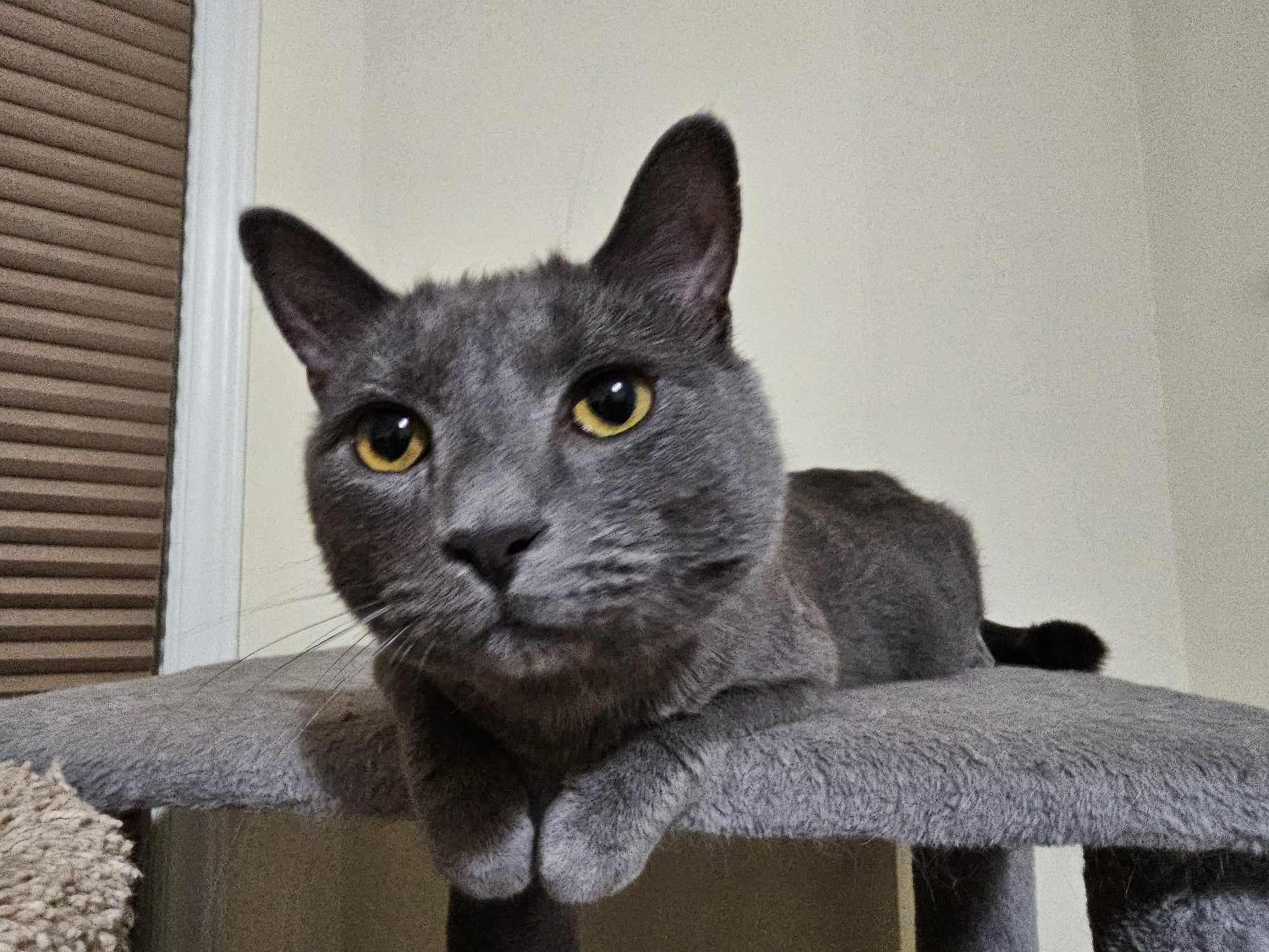 Enlarge Horace, a Adoptable mixed breed in Greensboro, NC image 3/6