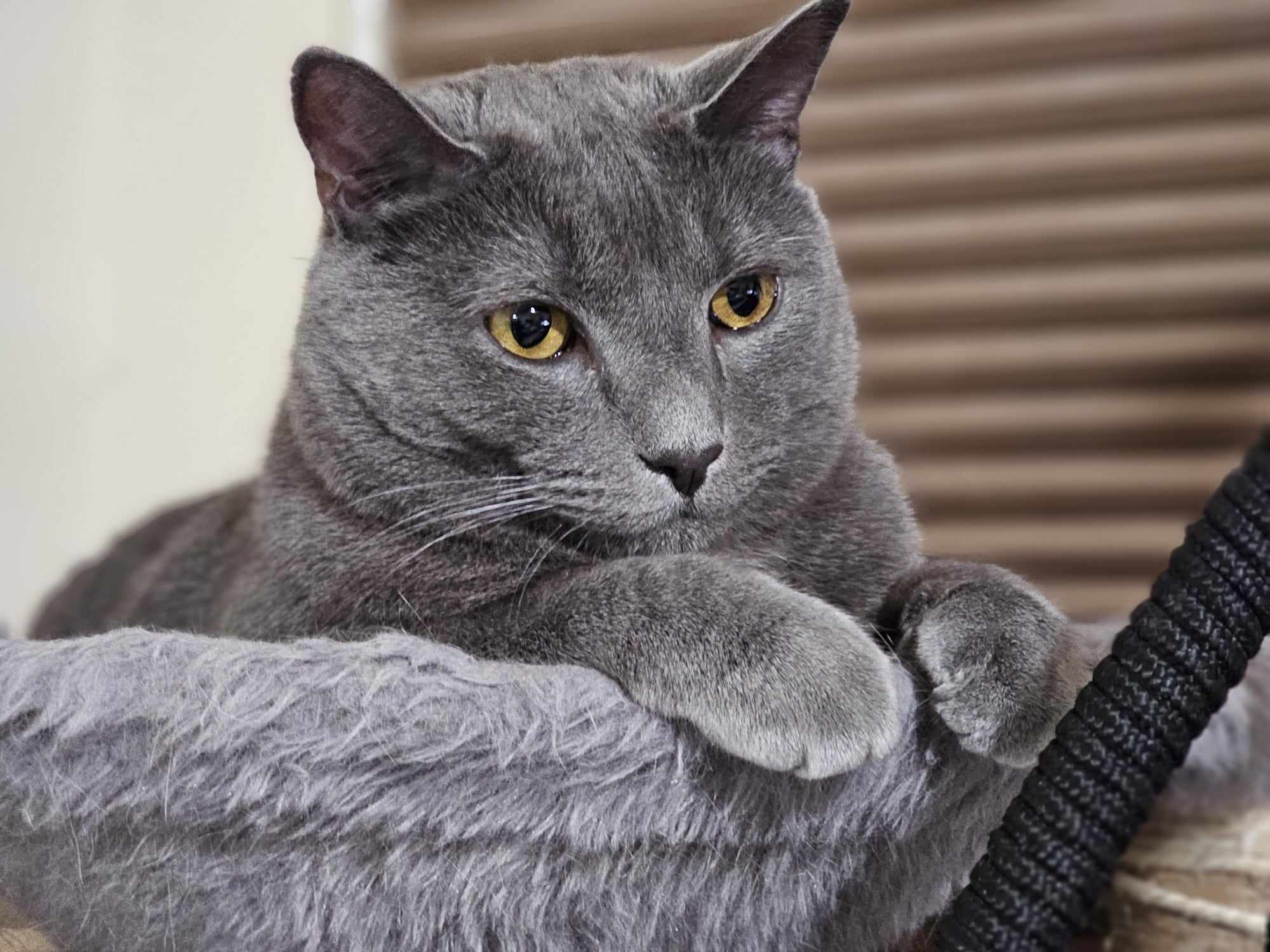 Enlarge Horace, a Adoptable mixed breed in Greensboro, NC image 4/6