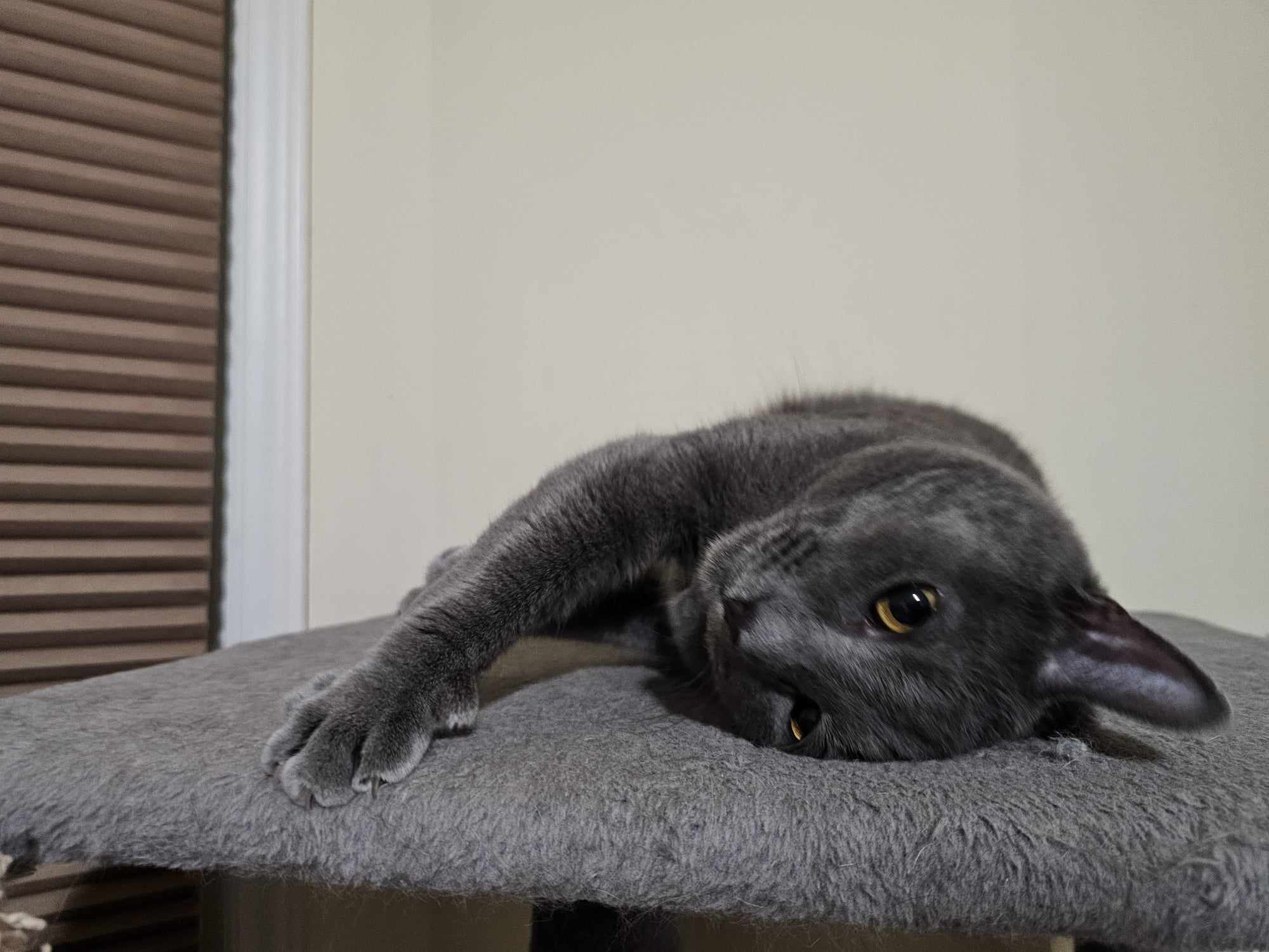 Enlarge Horace, a Adoptable mixed breed in Greensboro, NC image 5/6