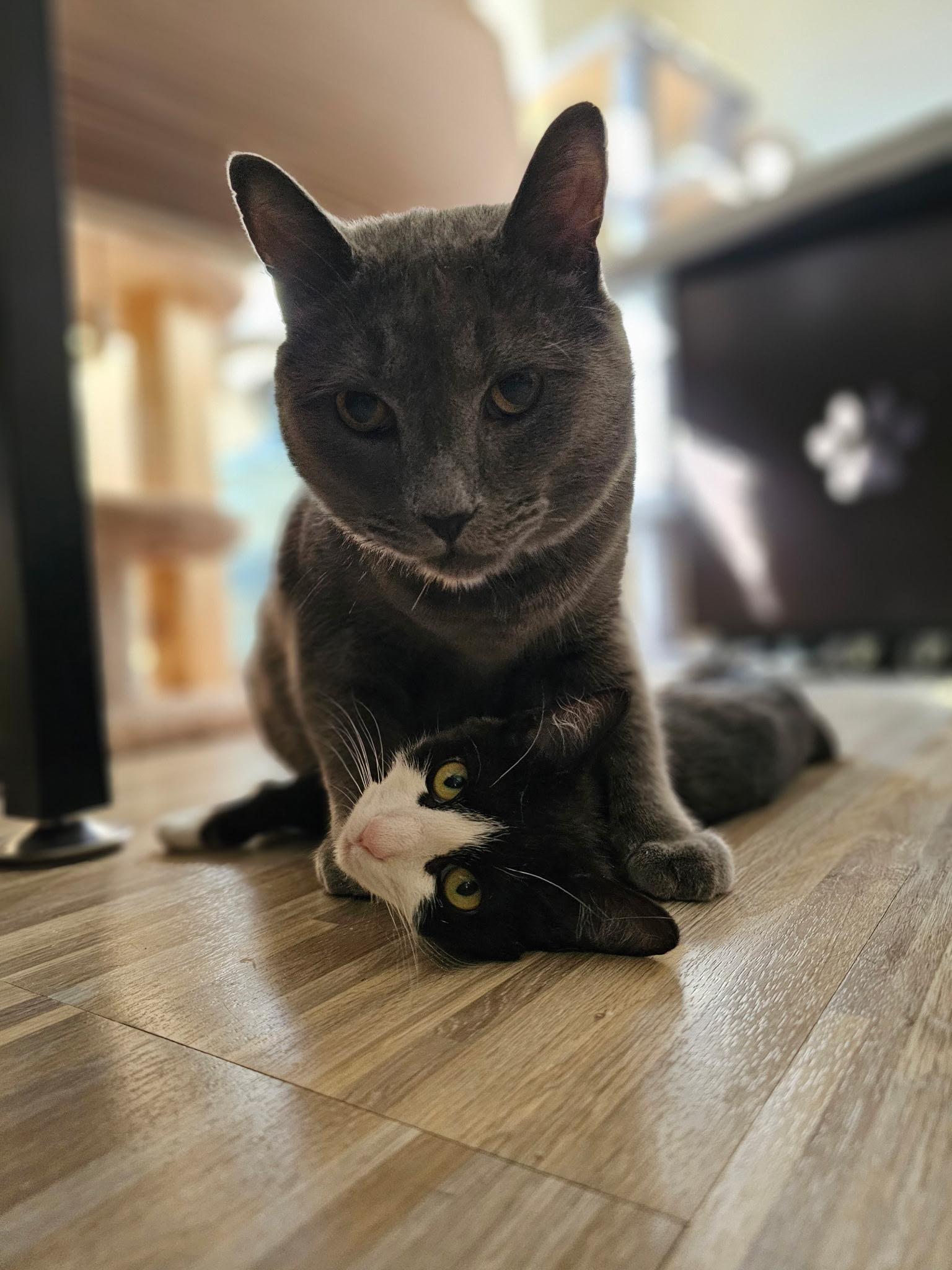 Cat for adoption - Horace, a Russian Blue & Domestic Short Hair