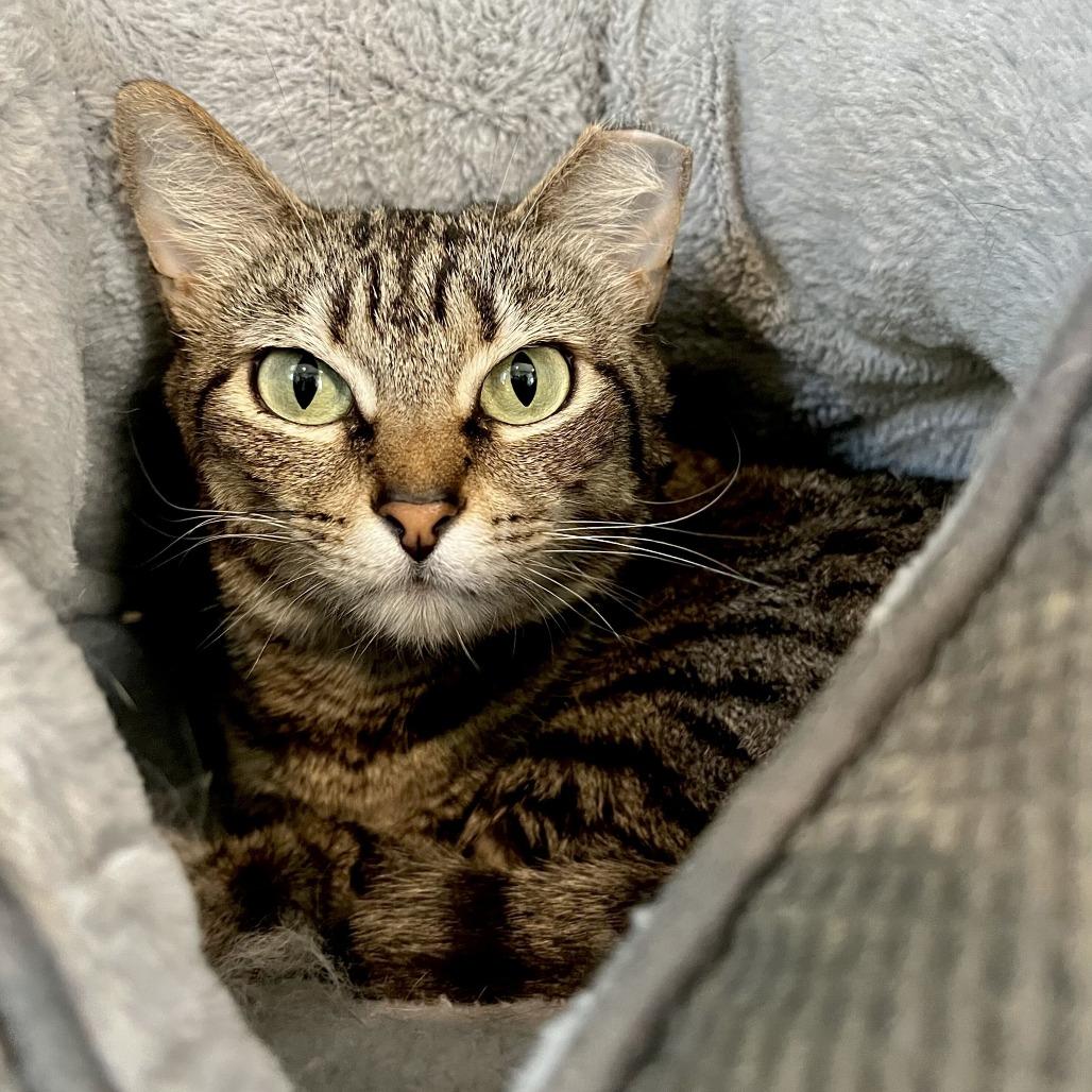 Miso, Adoptable, Young Female Domestic Short Hair.