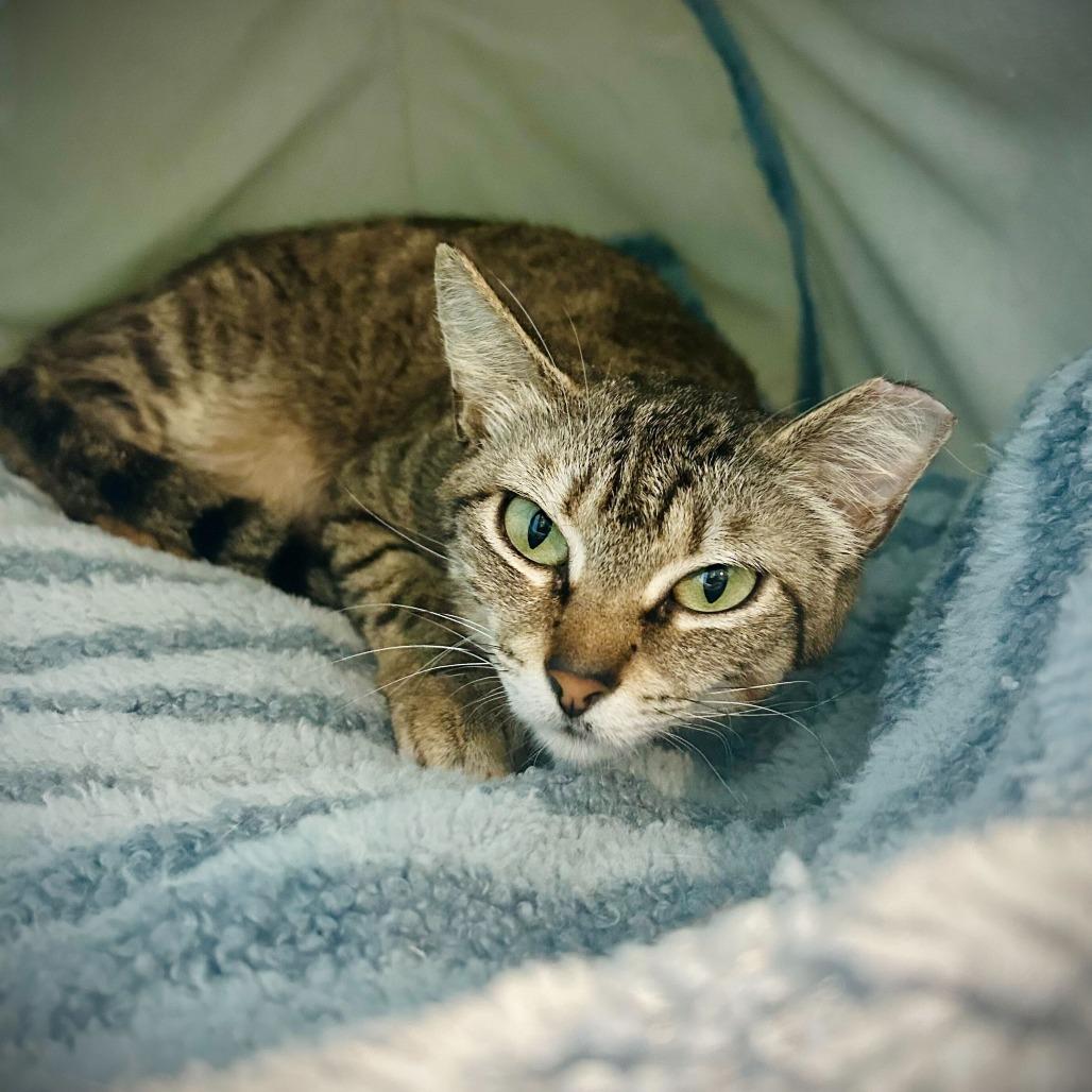 Enlarge Miso, a Adoptable Domestic Short Hair in Englewood, FL image 2/5