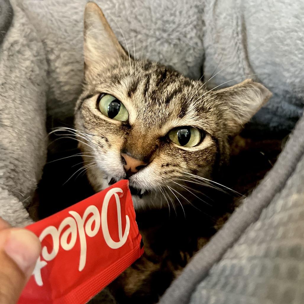 Enlarge Miso, a Adoptable Domestic Short Hair in Englewood, FL image 3/5
