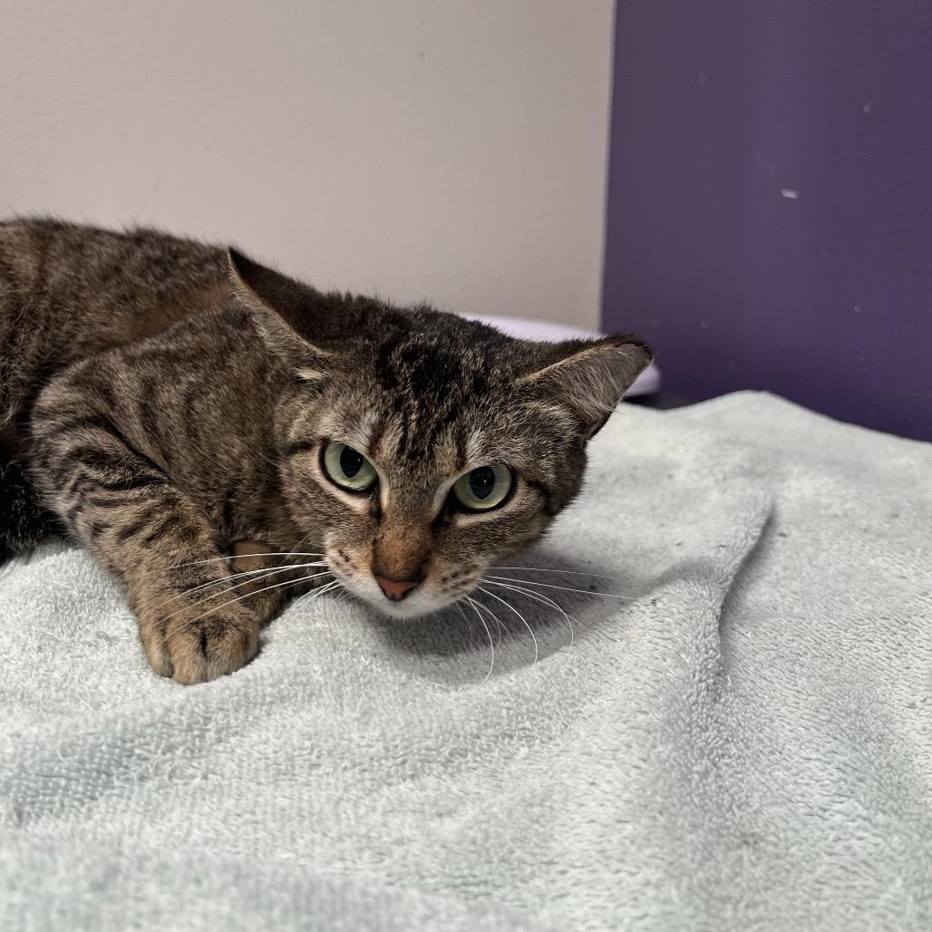 Enlarge Miso, a Adoptable Domestic Short Hair in Englewood, FL image 4/5