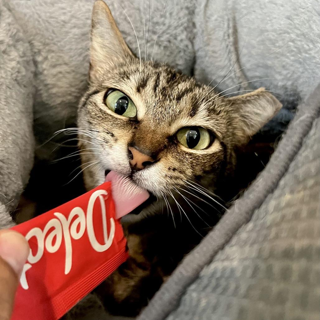 Enlarge Miso, a Adoptable Domestic Short Hair in Englewood, FL image 5/5