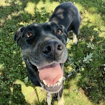 Gemma