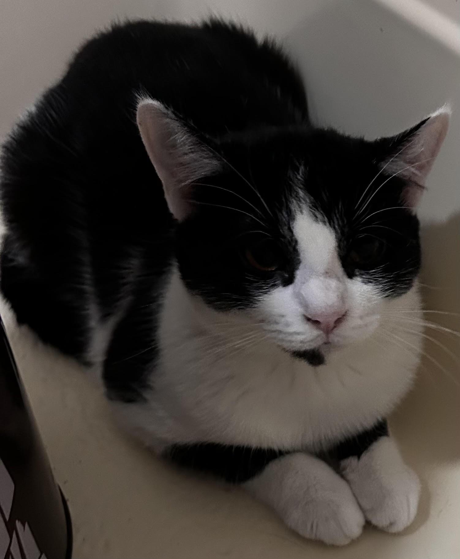 Vern, Young Male Tuxedo