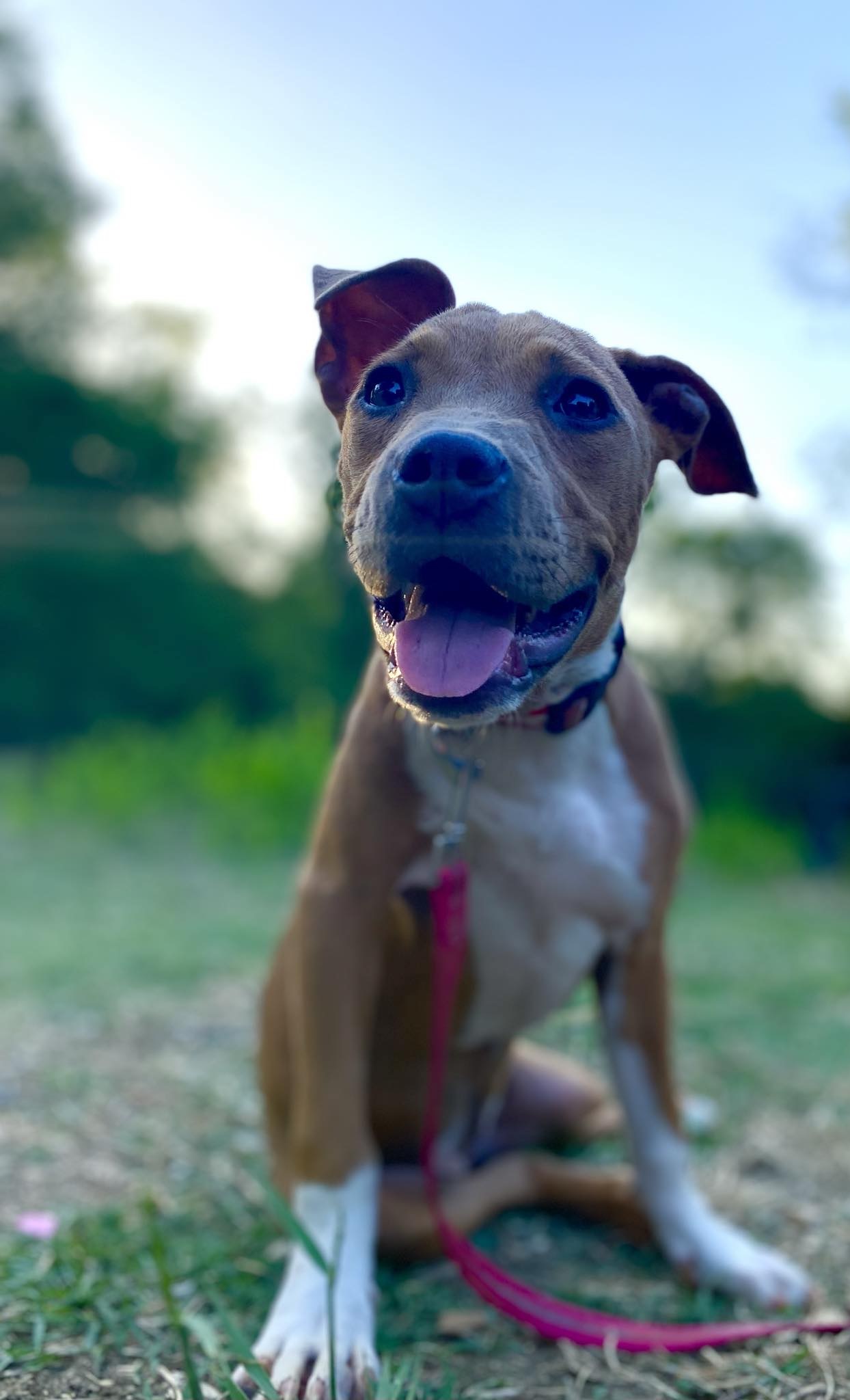 Lyla, Adoptable, Young Female Black Mouth Cur & Pit Bull Terrier.