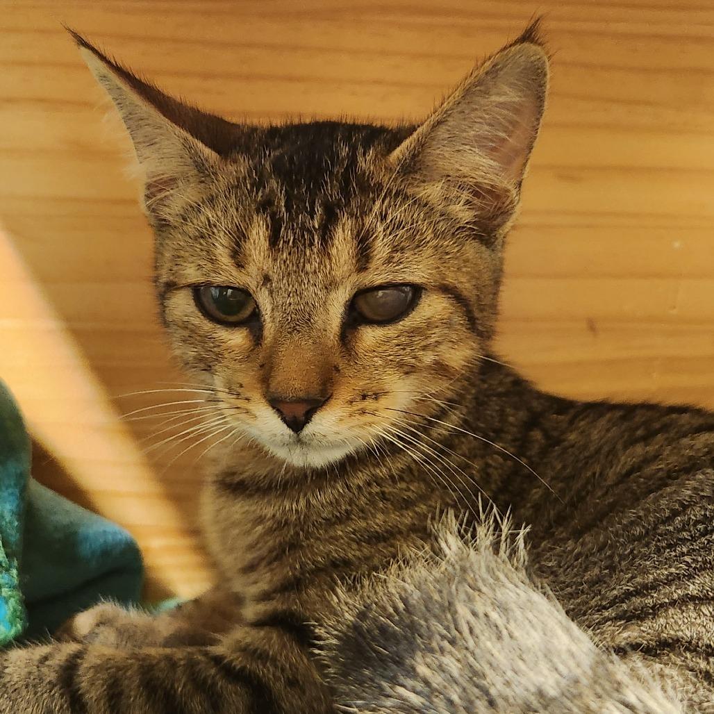 Frank, Adoptable, Kitten Male Domestic Short Hair.