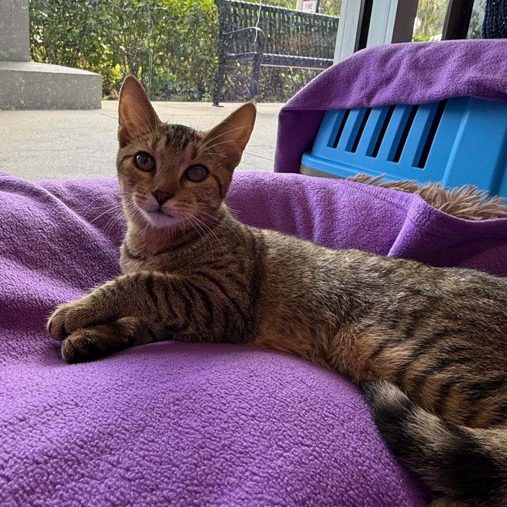 Enlarge Frank, a Adoptable Domestic Short Hair in Naples, FL image 2/5