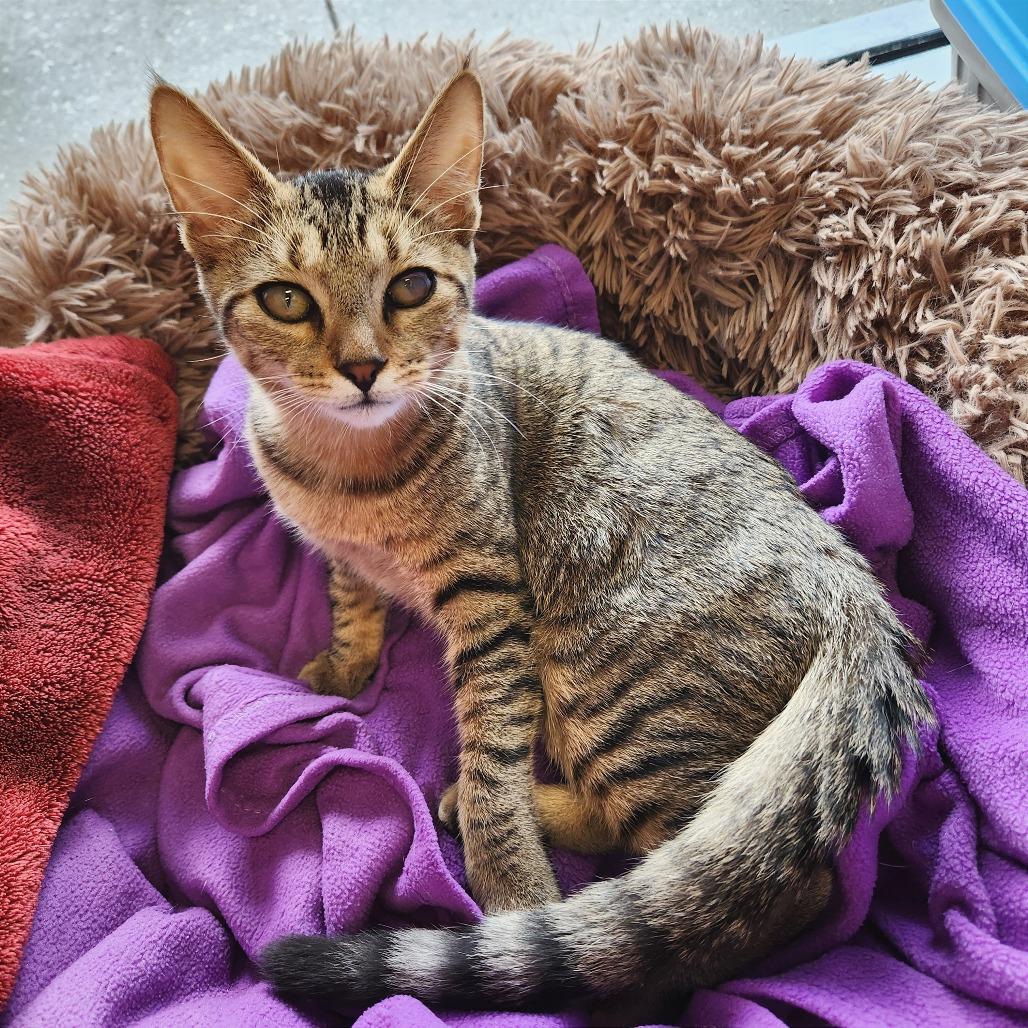 Enlarge Frank, a Adoptable Domestic Short Hair in Naples, FL image 3/5