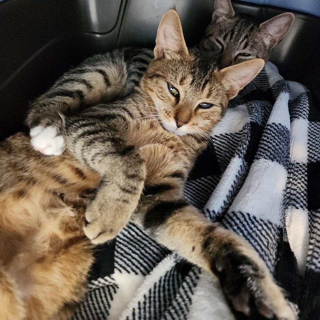 Enlarge Frank, a Adoptable Domestic Short Hair in Naples, FL image 4/5