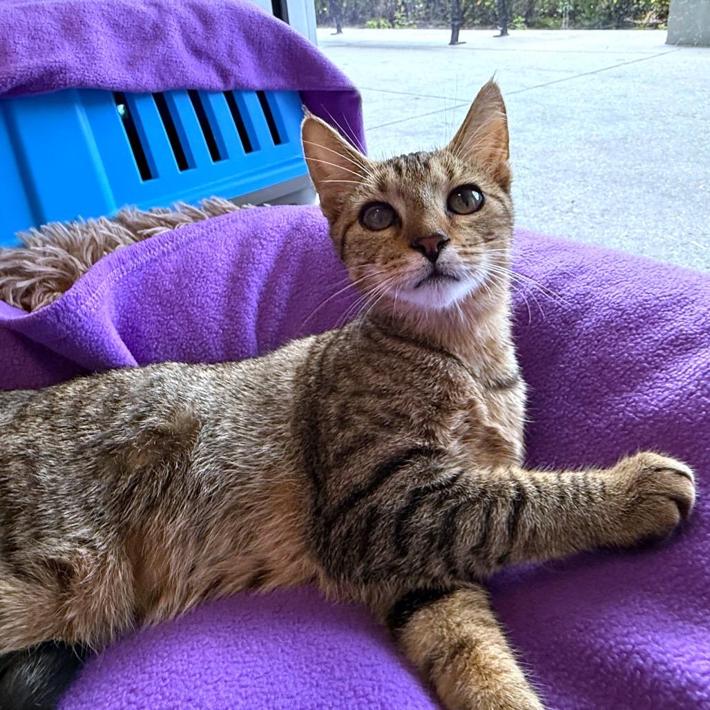 Enlarge Frank, a Adoptable Domestic Short Hair in Naples, FL image 5/5