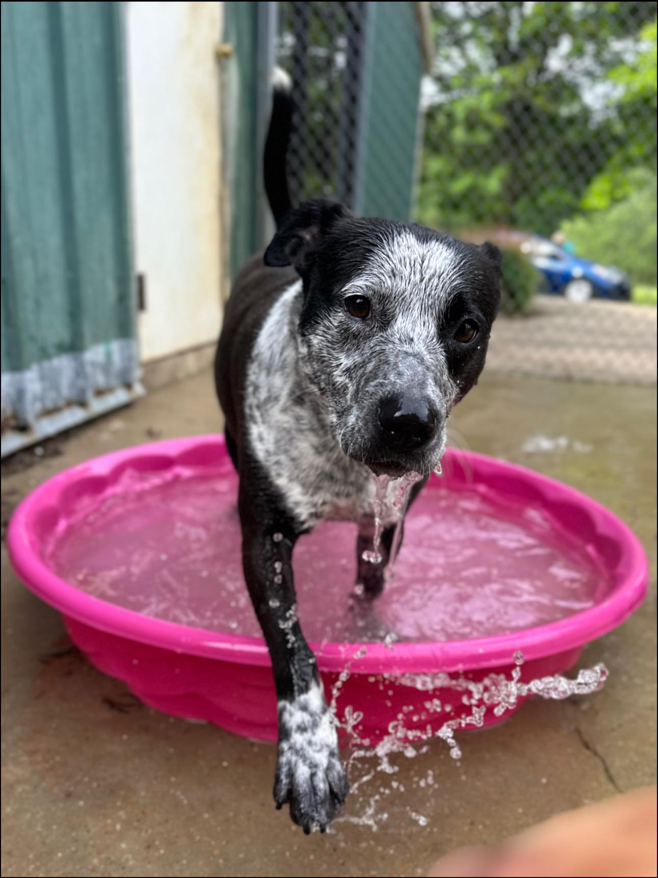 Delilah, a Adoptable mixed breed in Dyersburg, TN image 5/7