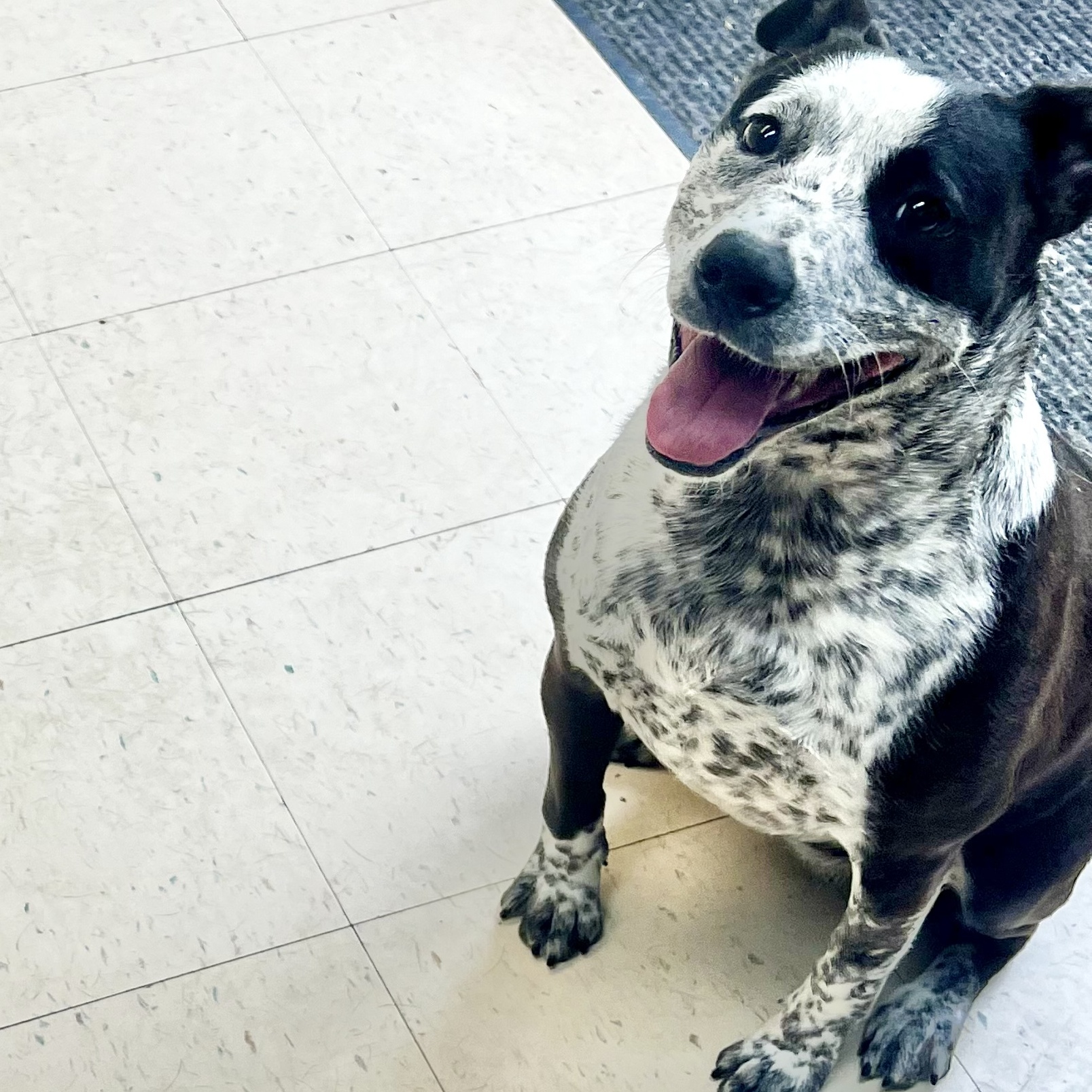 Delilah, a Adoptable mixed breed in Dyersburg, TN image 6/7