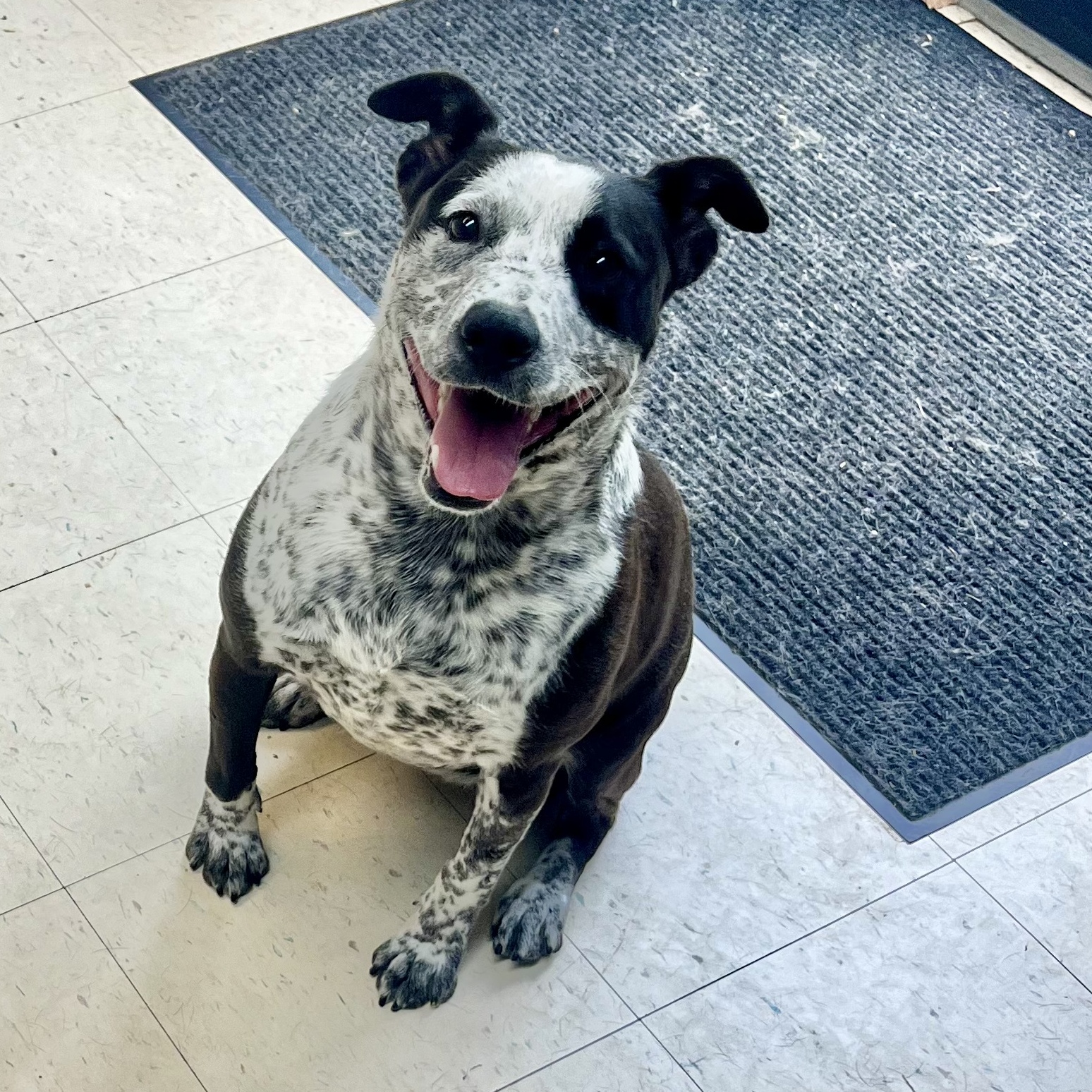 Delilah, a Adoptable mixed breed in Dyersburg, TN image 1/7