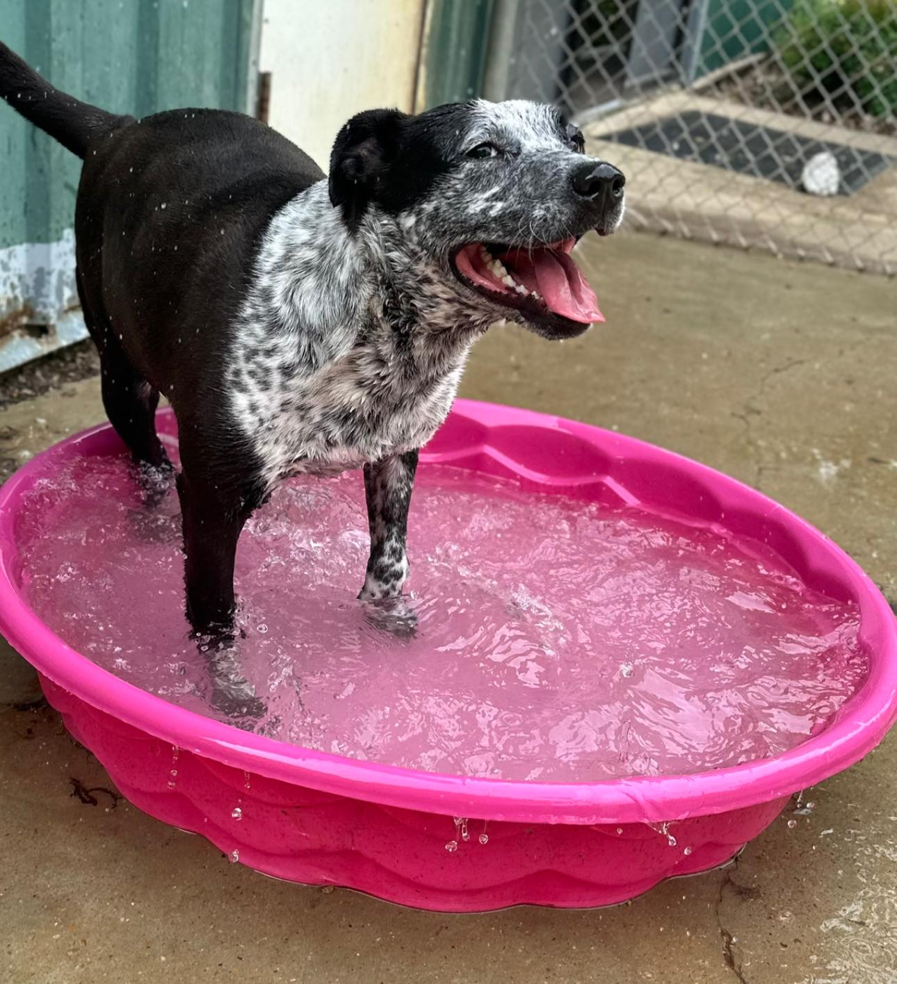 Delilah, a Adoptable mixed breed in Dyersburg, TN image 4/7