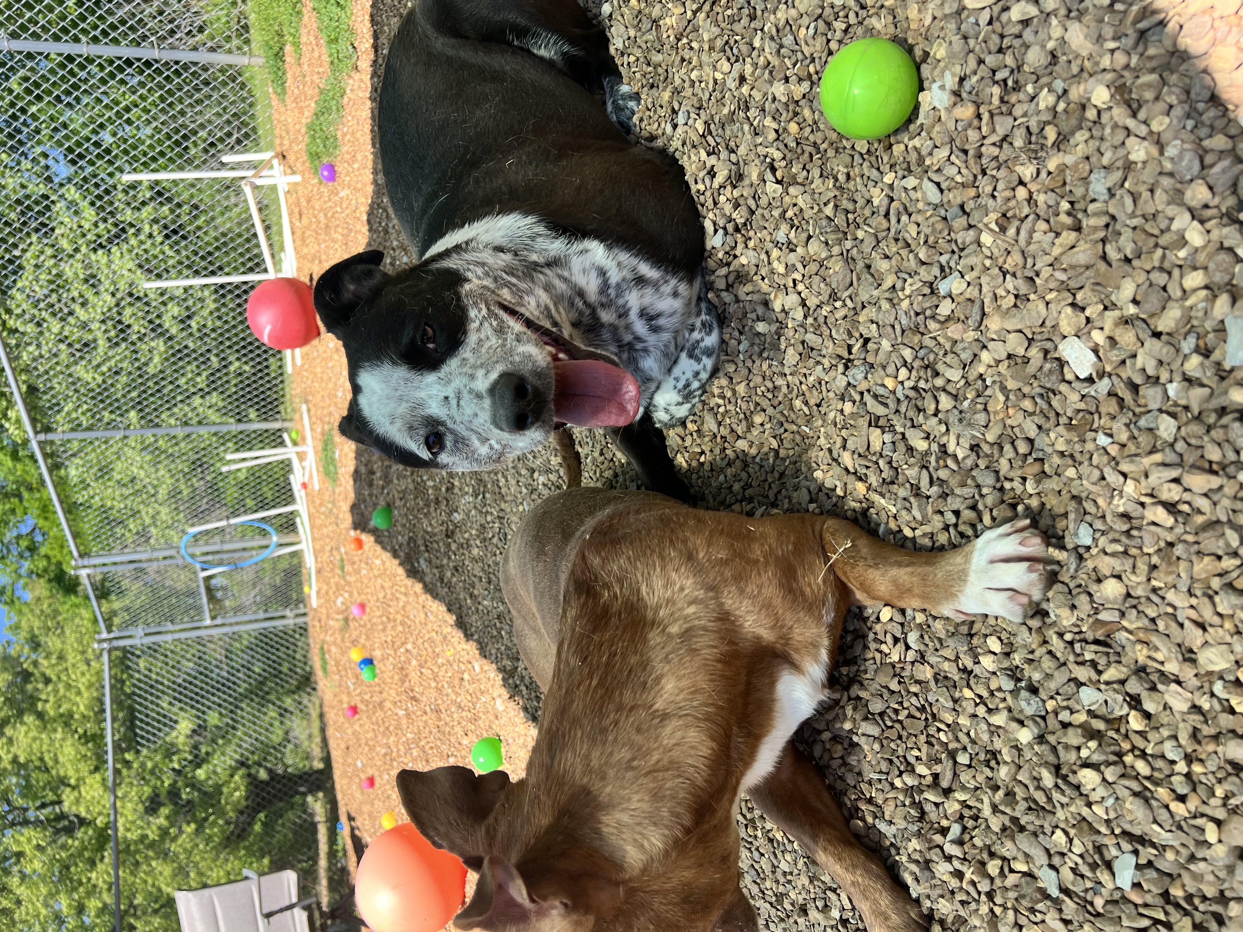 Delilah, a Adoptable mixed breed in Dyersburg, TN image 2/7