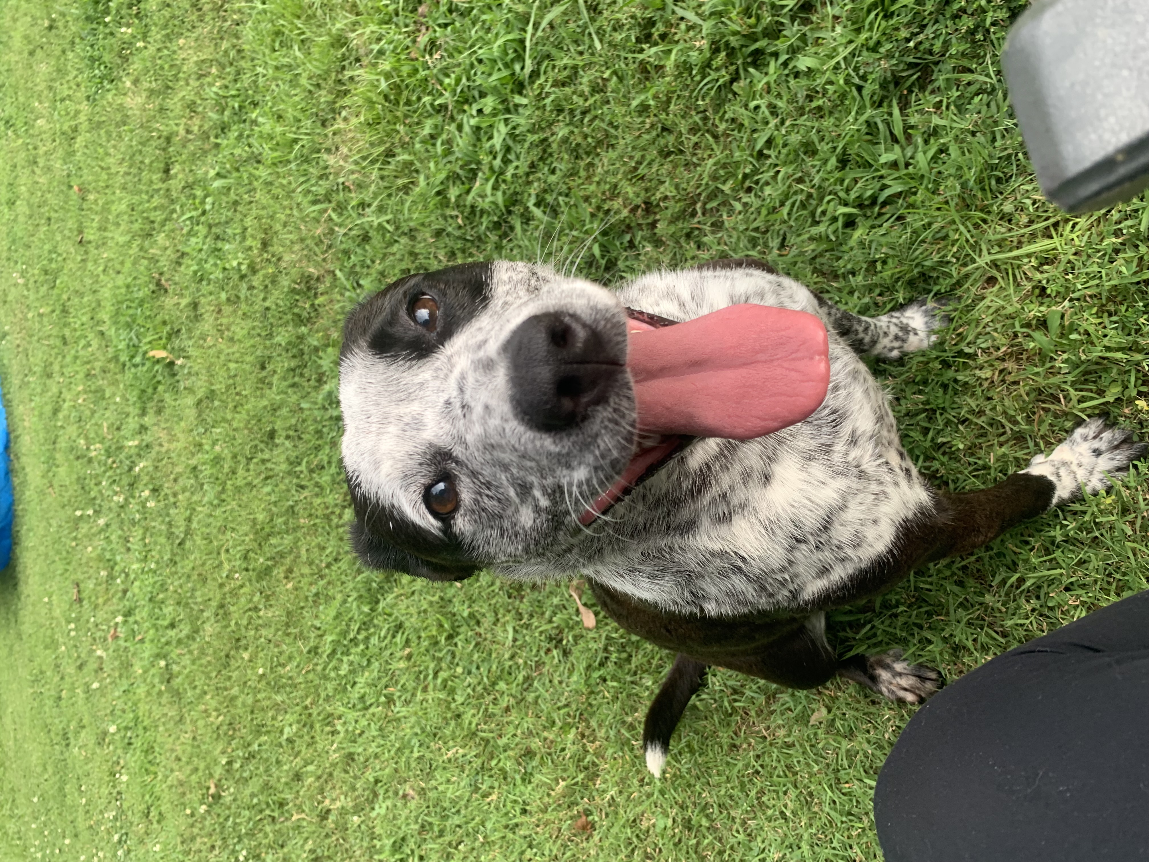 Enlarge Delilah, a Adoptable mixed breed in Dyersburg, TN image 7/7