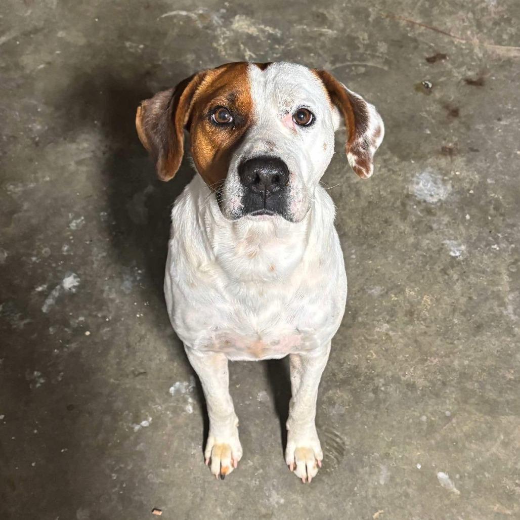 Charlie Brown, Adoptable, Adult Male Hound.