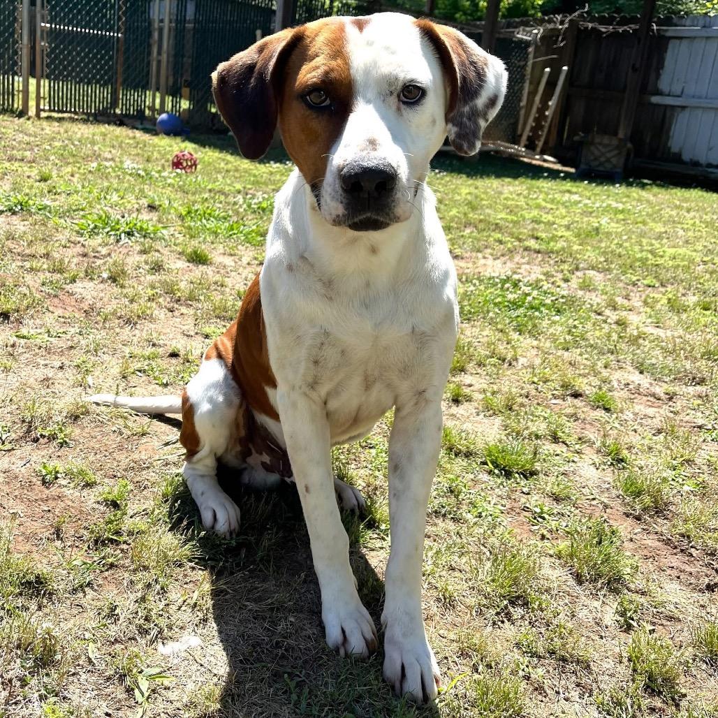 Enlarge Charlie Brown, a Adoptable mixed breed in Starkville, MS image 2/6