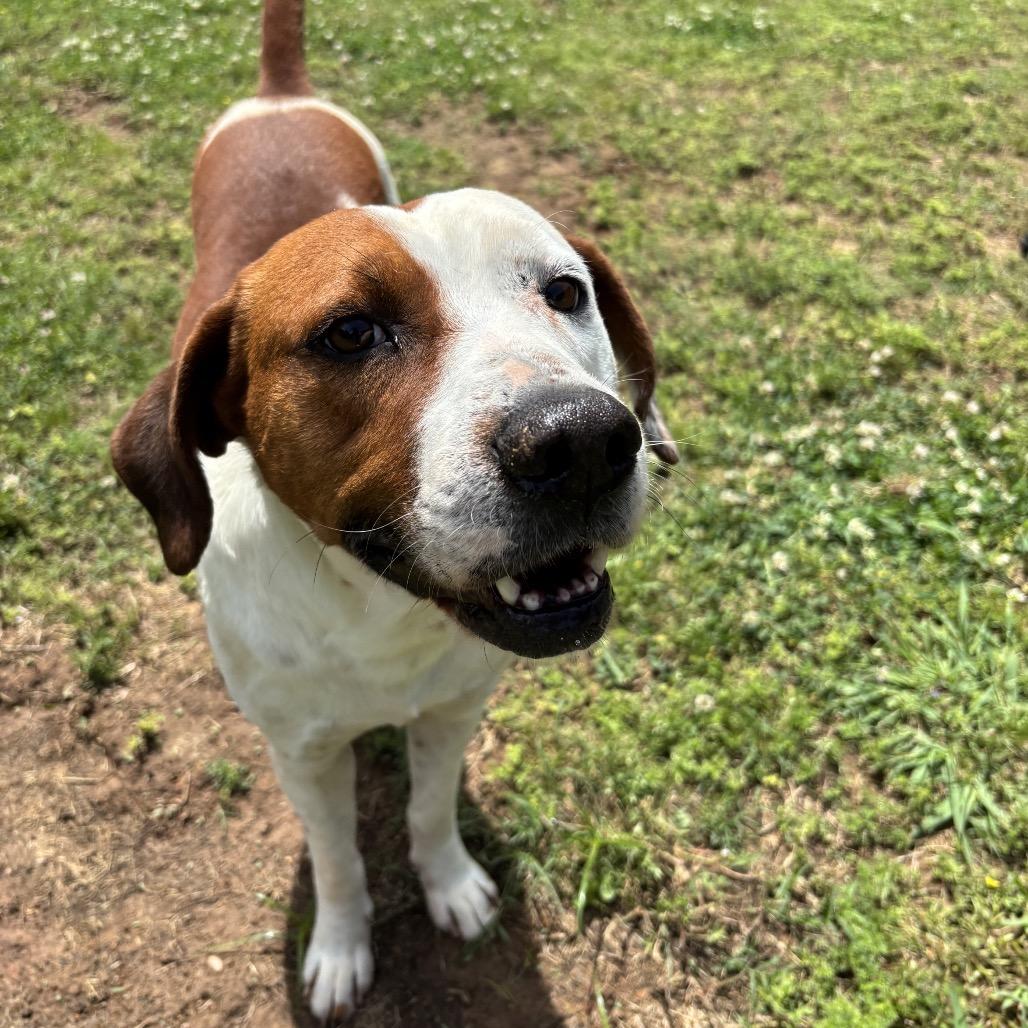 Enlarge Charlie Brown, a Adoptable mixed breed in Starkville, MS image 3/6