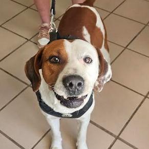 Enlarge Charlie Brown, a Adoptable mixed breed in Starkville, MS image 4/6