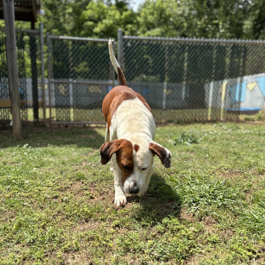 Enlarge Charlie Brown, a Adoptable mixed breed in Starkville, MS image 5/6