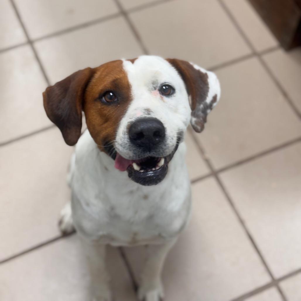 Enlarge Charlie Brown, a Adoptable mixed breed in Starkville, MS image 6/6