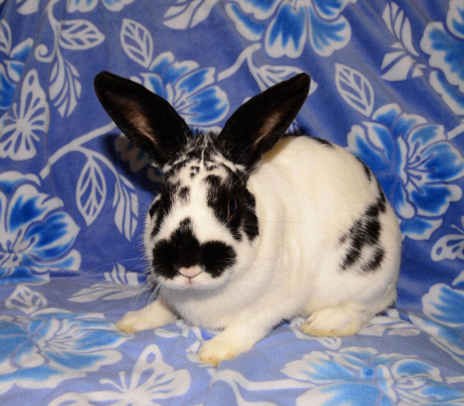 Meteo, Adoptable, Young Male English Spot.