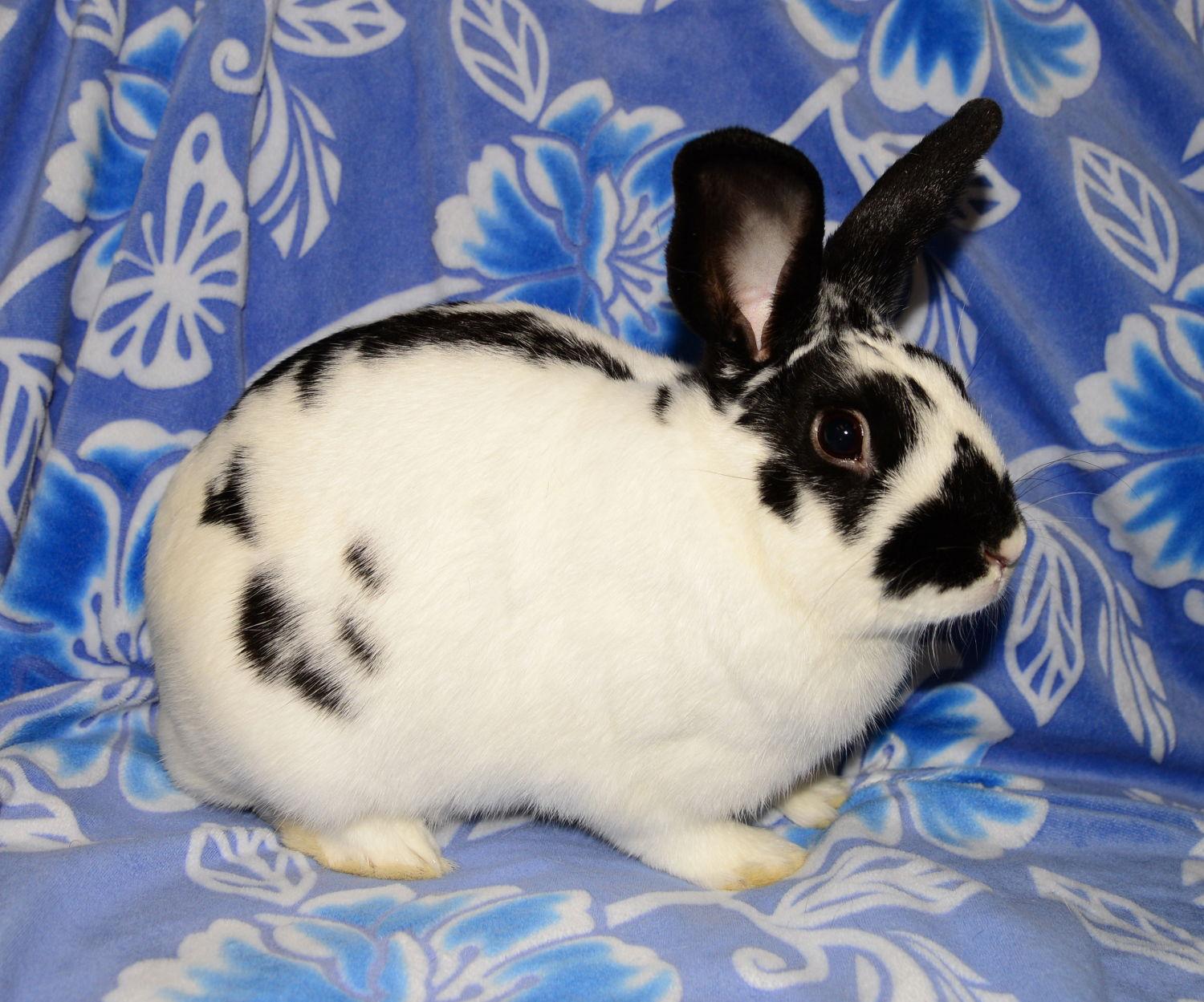 Enlarge Meteo, a Adoptable English Spot in Chesterfield, MO image 2/3