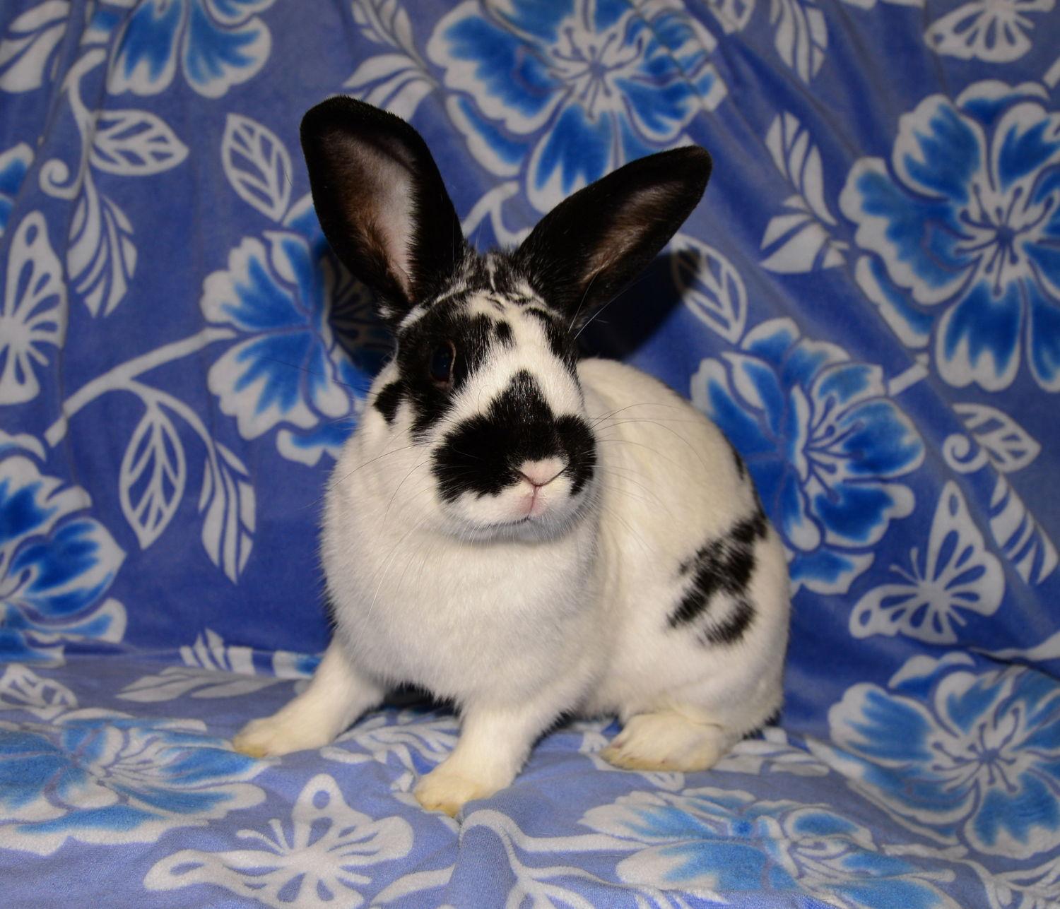 Enlarge Meteo, a Adoptable English Spot in Chesterfield, MO image 3/3