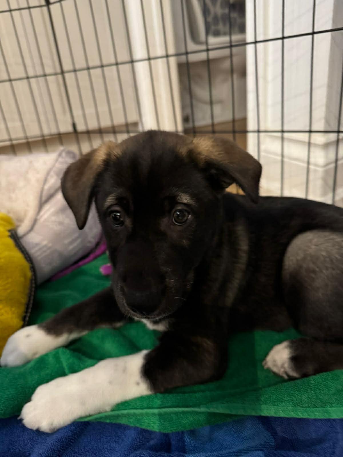Enlarge Boots, an adopted mixed breed in Toronto, ON image 1/2