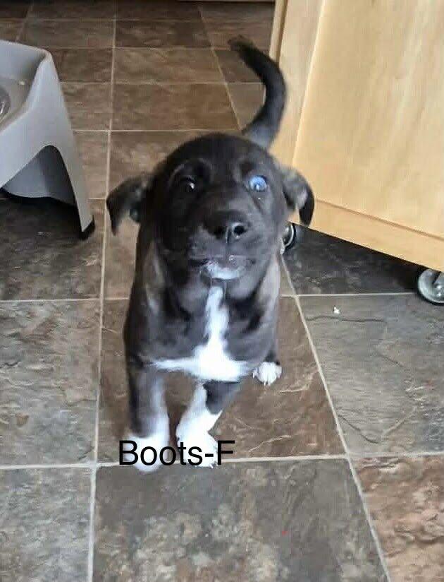 Enlarge Boots, an adopted mixed breed in Toronto, ON image 2/2