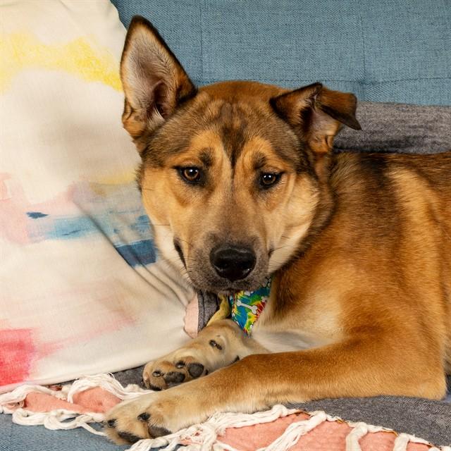 Enlarge LUCY, a Adoptable mixed breed in Saint Louis, MO image 1/1