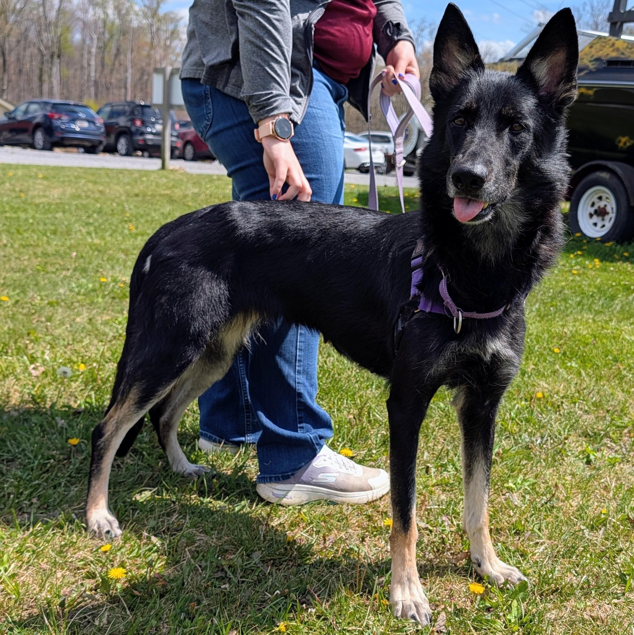 Enlarge Nyx, a ADOPTABLE German Shepherd Dog in Accident, MD image 2/6