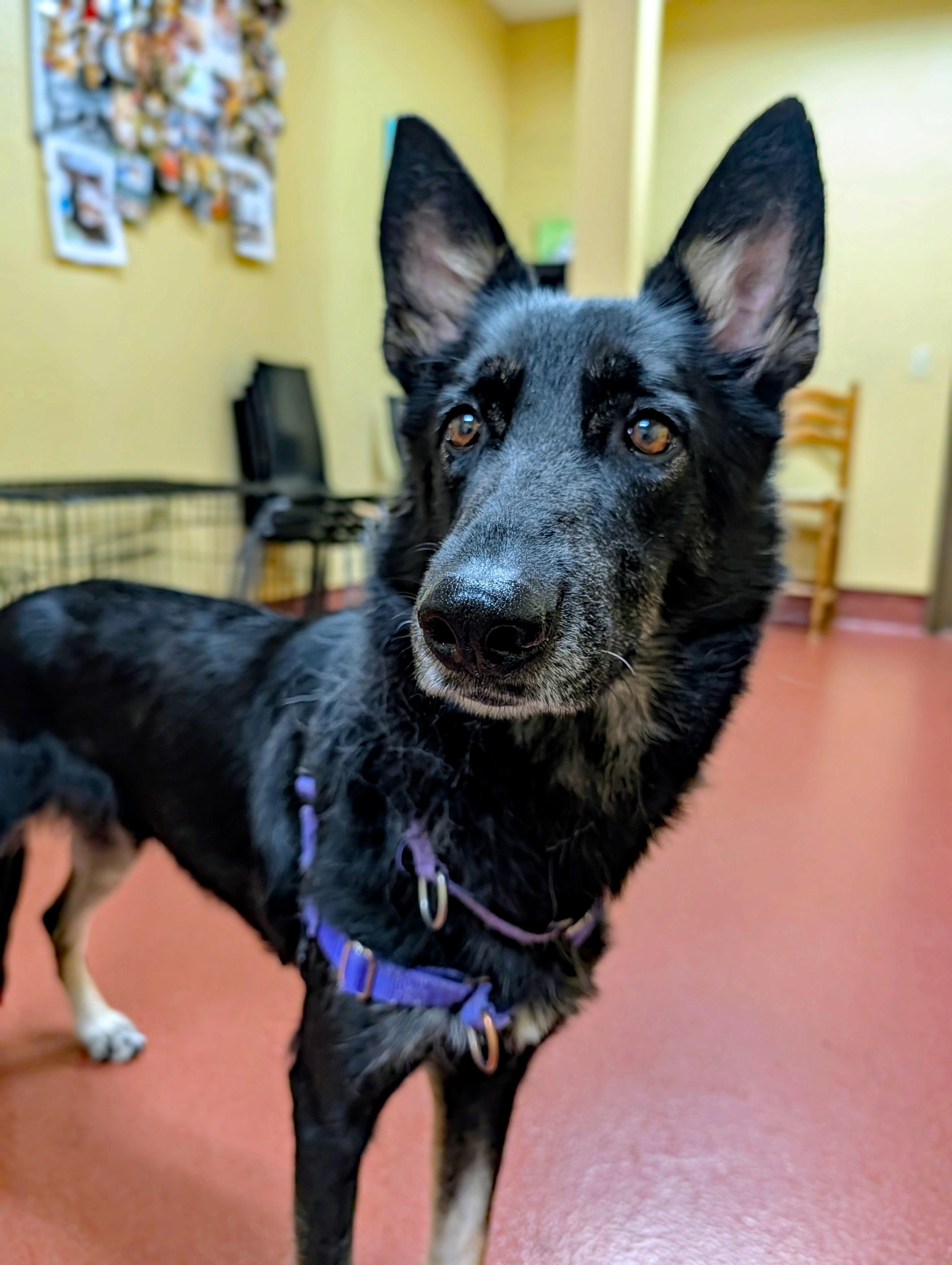 Enlarge Nyx, a ADOPTABLE German Shepherd Dog in Accident, MD image 1/6