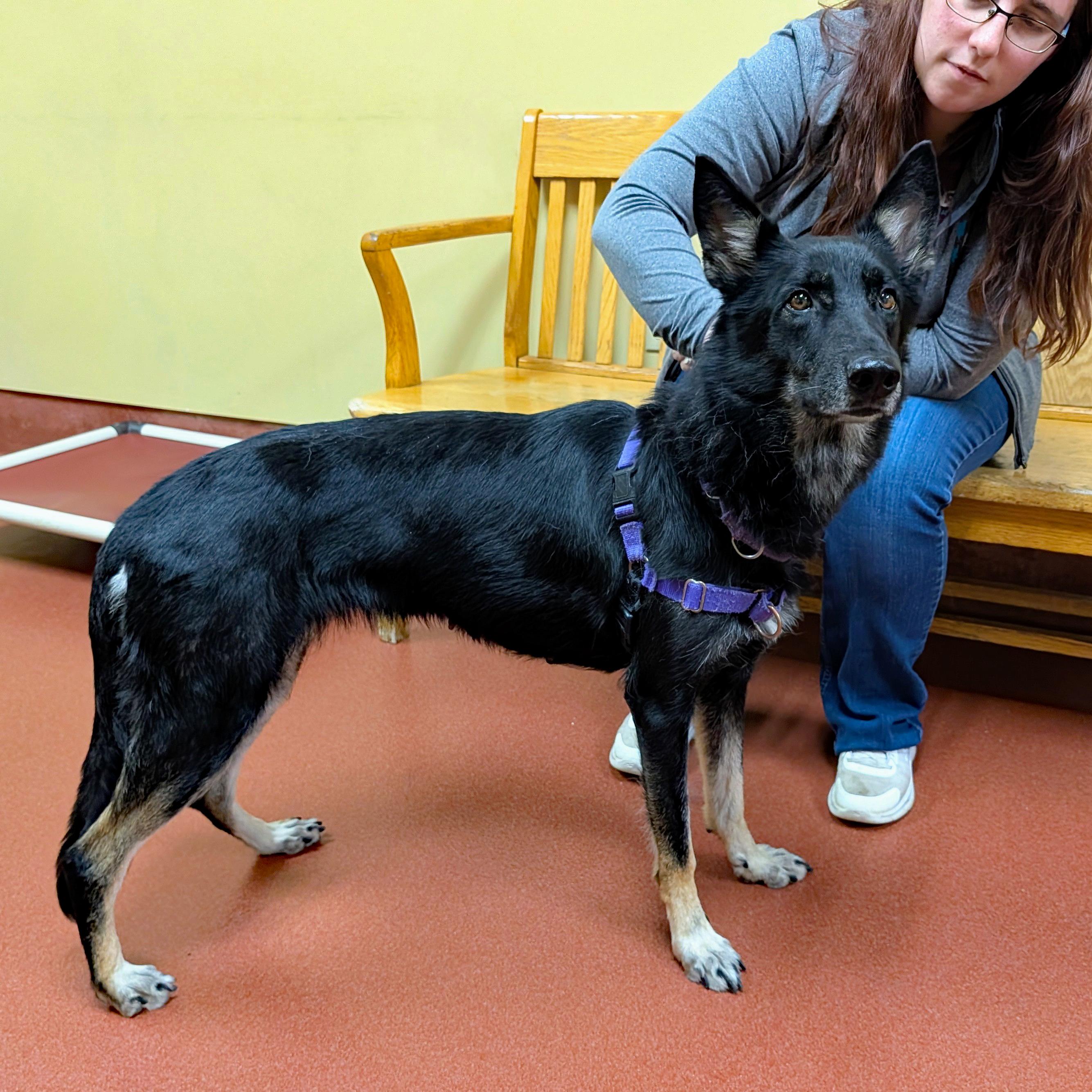 Enlarge Nyx, a ADOPTABLE German Shepherd Dog in Accident, MD image 3/6