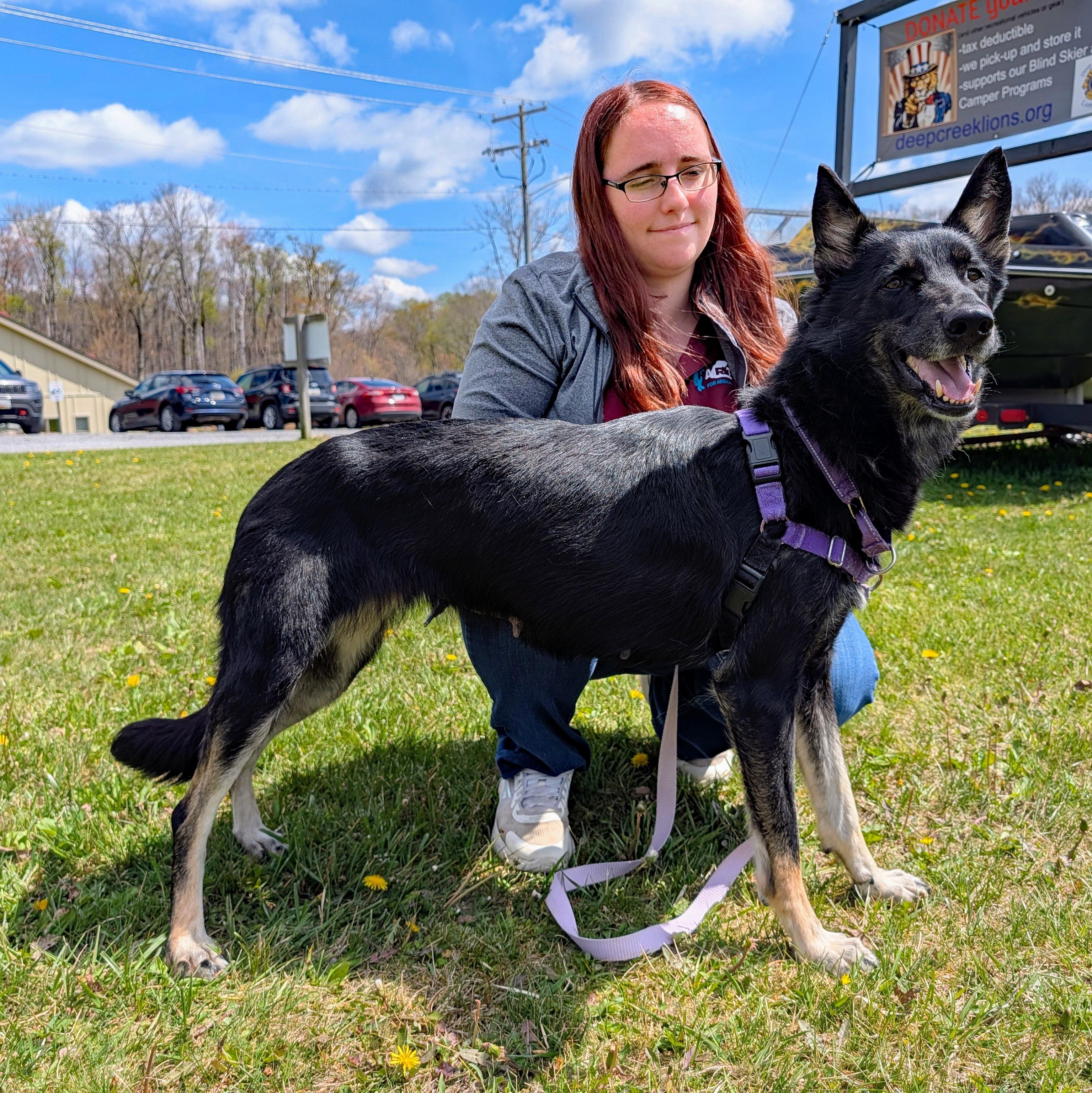 Enlarge Nyx, a ADOPTABLE German Shepherd Dog in Accident, MD image 5/6