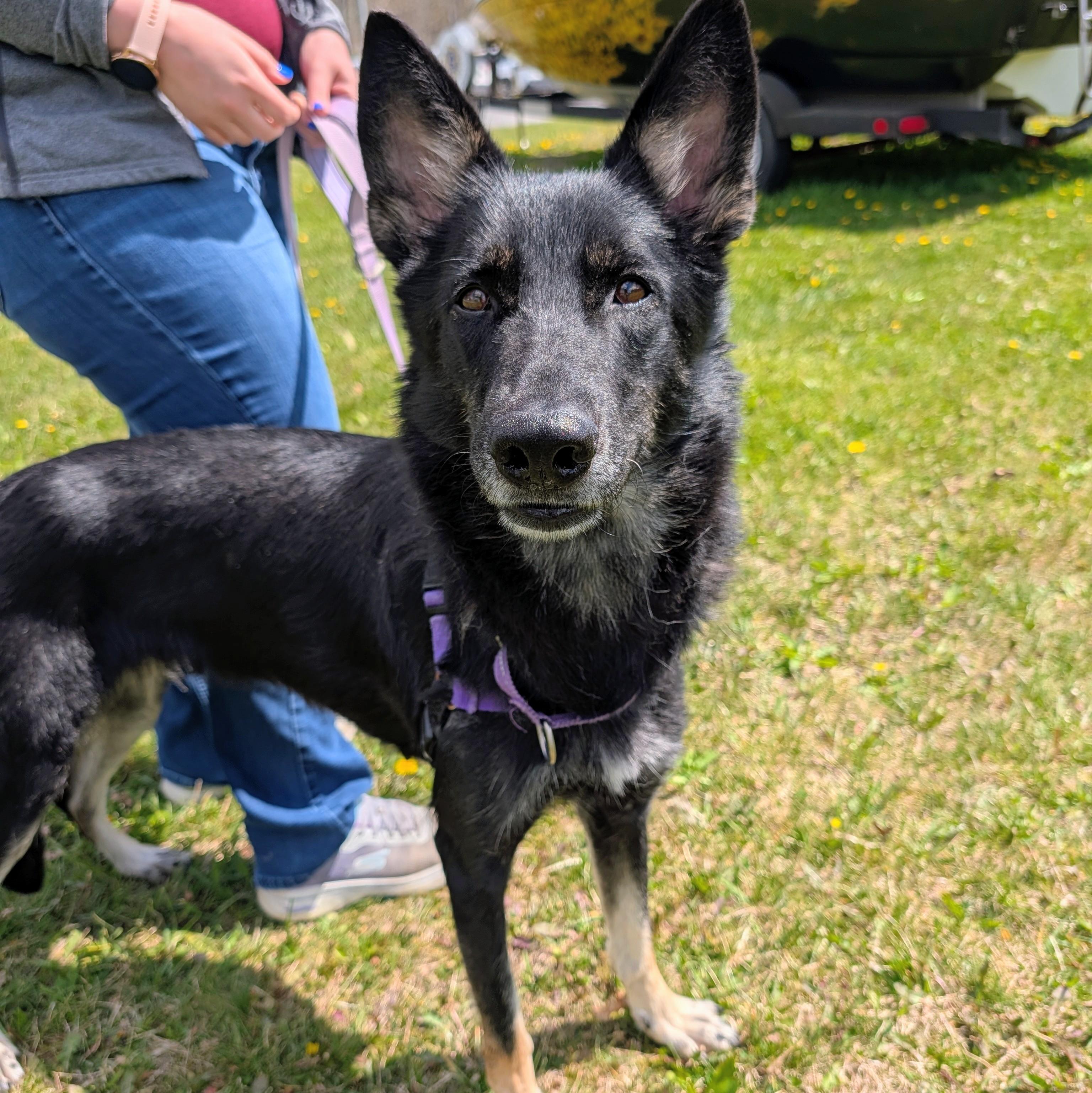 Enlarge Nyx, a ADOPTABLE German Shepherd Dog in Accident, MD image 6/6