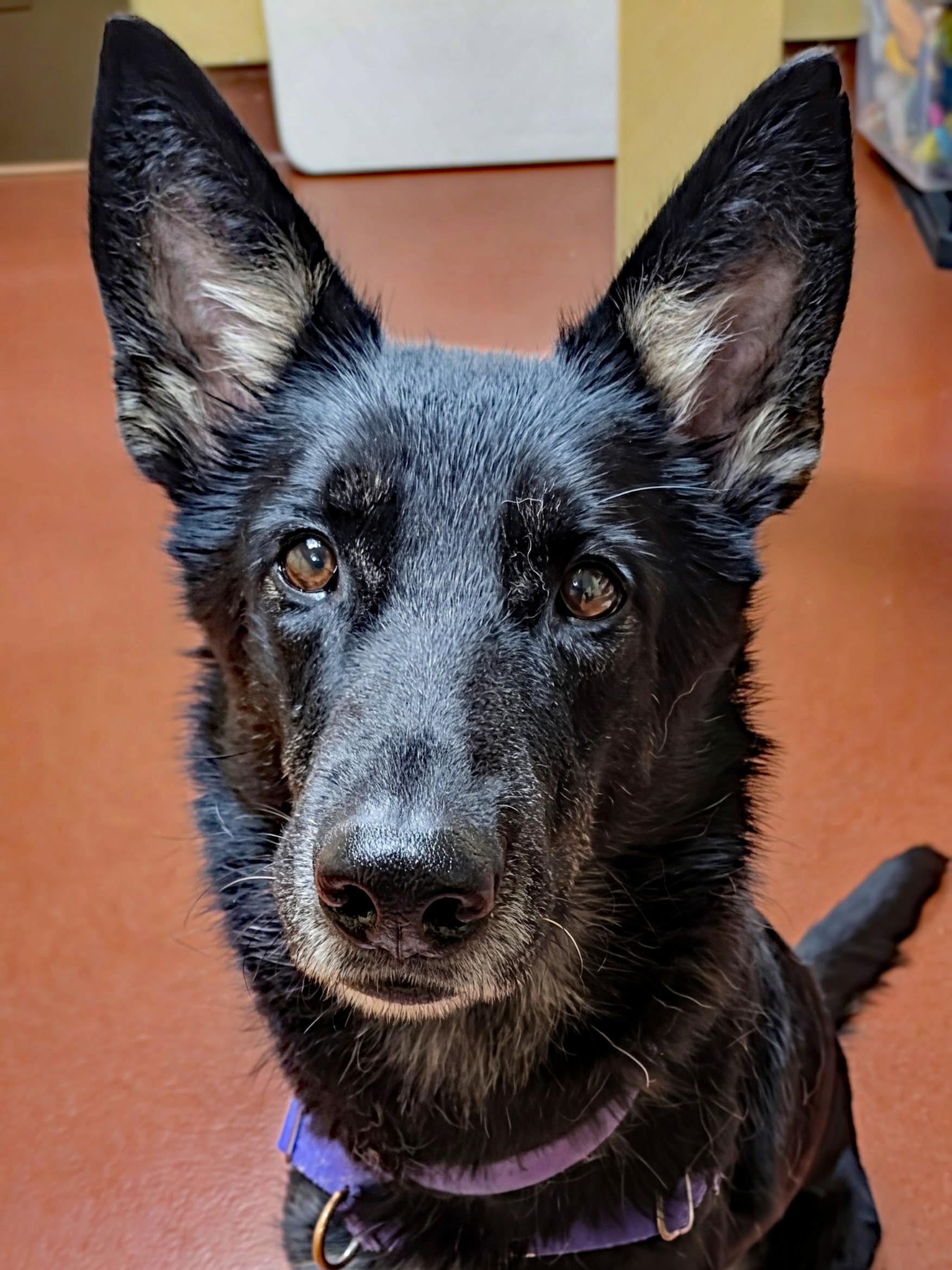 Enlarge Nyx, a ADOPTABLE German Shepherd Dog in Accident, MD image 4/6