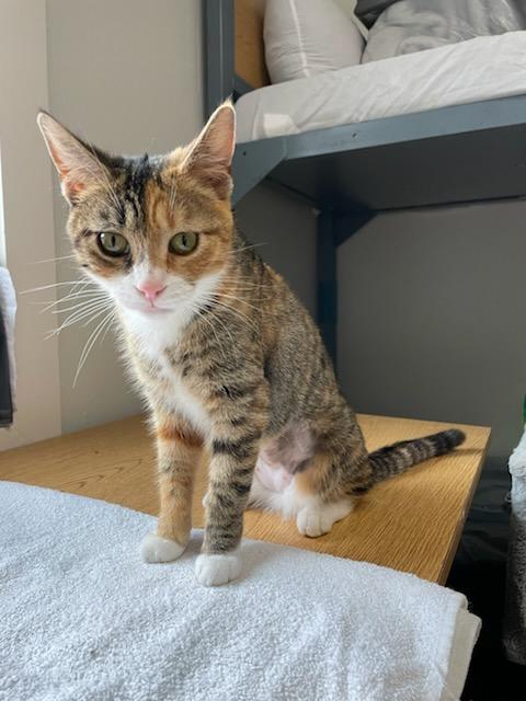 Willow, ADOPTABLE, Young Female Domestic Short Hair.