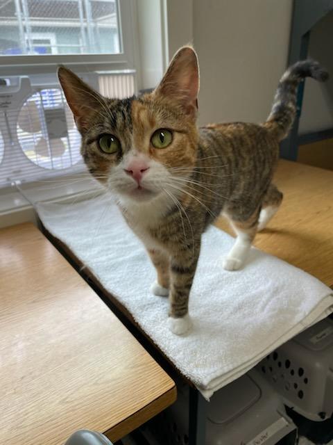 Enlarge Willow, a ADOPTABLE Domestic Short Hair in Gig Harbor, WA image 2/3