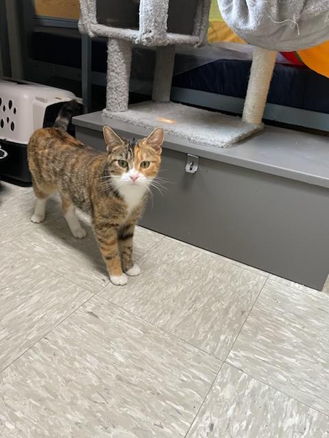 Enlarge Willow, a ADOPTABLE Domestic Short Hair in Gig Harbor, WA image 3/3
