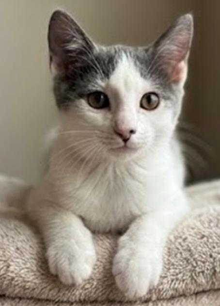 Enlarge Taylor Swift (Bono), a Adoptable Domestic Short Hair in Davis, CA image 1/3
