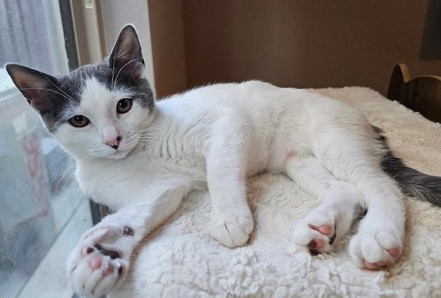 Enlarge Taylor Swift (Bono), a Adoptable Domestic Short Hair in Davis, CA image 3/3