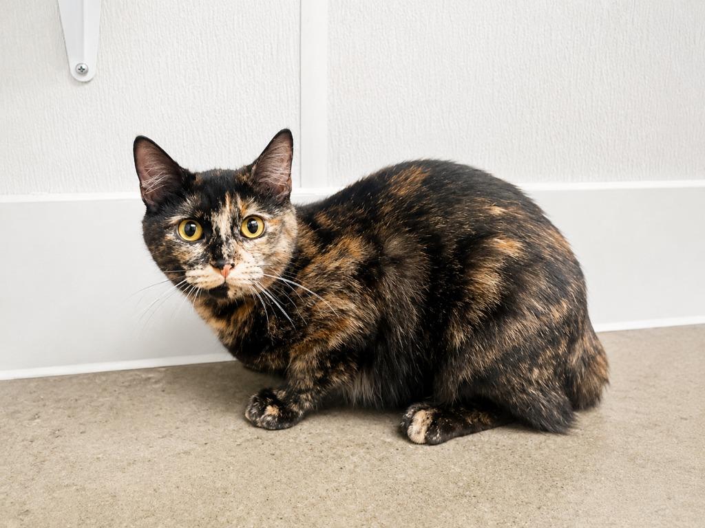 Lilah, Adopted, Kitten Female Tortoiseshell & Domestic Short Hair.
